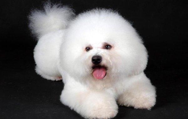 钱龙配资 比熊犬扑上来迎接你，疲惫一天全消散，你家有只小天使吗？
